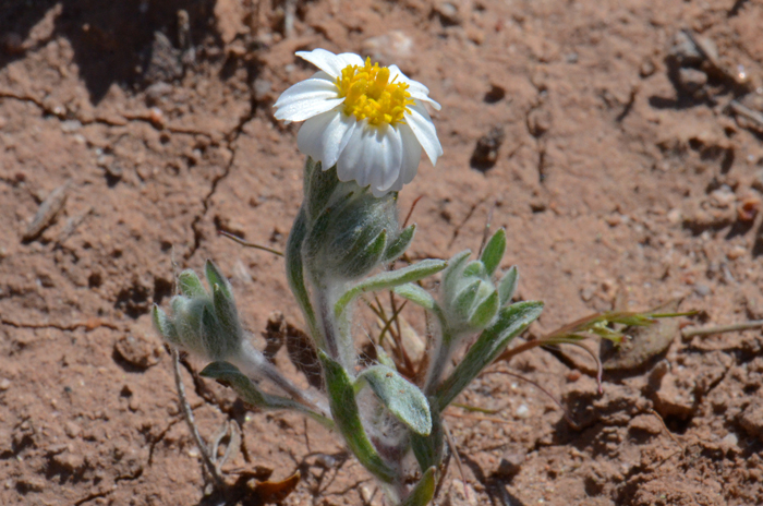 White Woolly Daisy is a tiny whitish-woolly plant that may be erect or lying along the ground with the stems curving up. This species blooms from February to May across its geographic range. Eriophyllum lanosum 